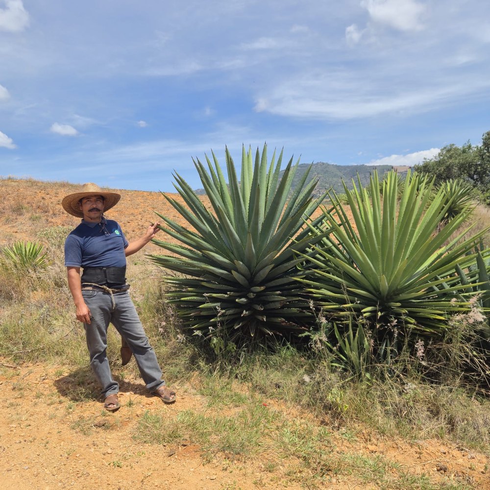 Palenquero entre agaves en el campo de Oaxaca