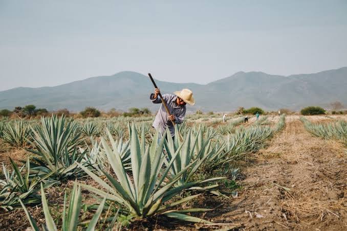 Jimador trabajando en un campo de agave en Oaxaca